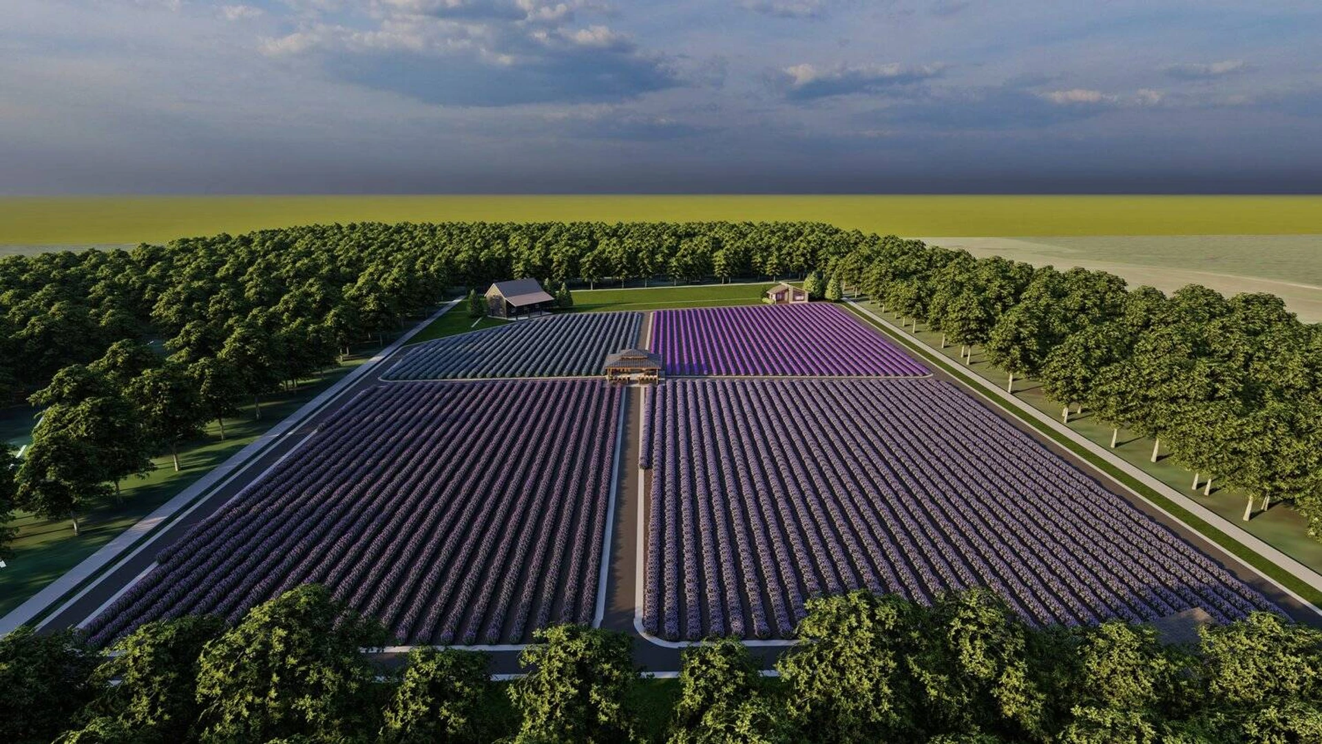 Rows of lavender in bloom on the Harvey Haven Lavender Farm property in Townsend, Delaware
